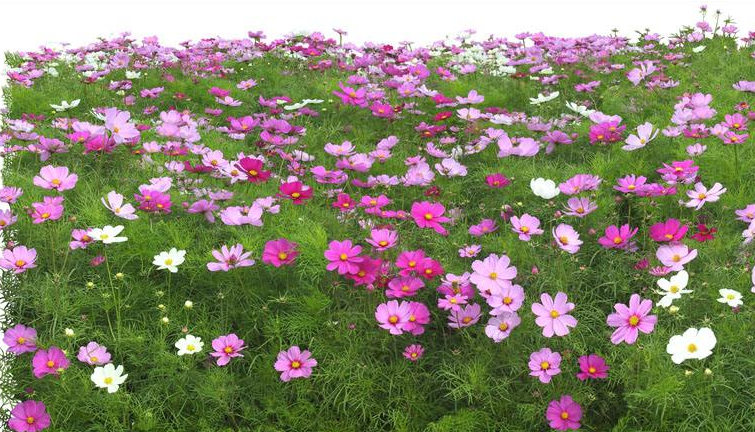 菠菜和豆腐能一起吃嗎？